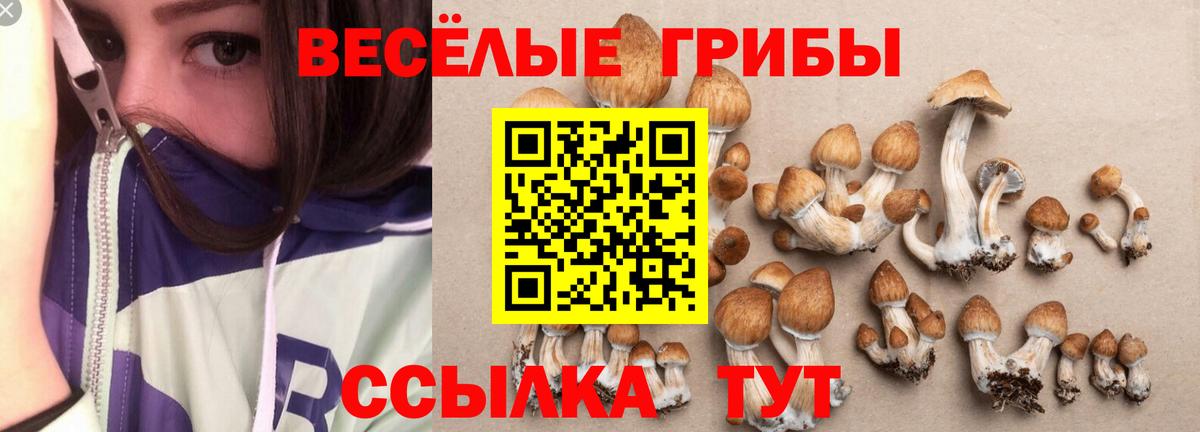 Галлюциногенные грибы Psilocybe Балаково
